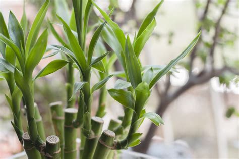 兔仔花風水|風水植物｜不只富貴竹！7款招財/招桃花植物推介+不 